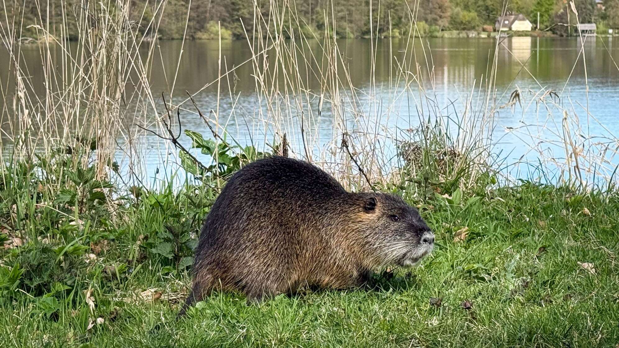 Nutria