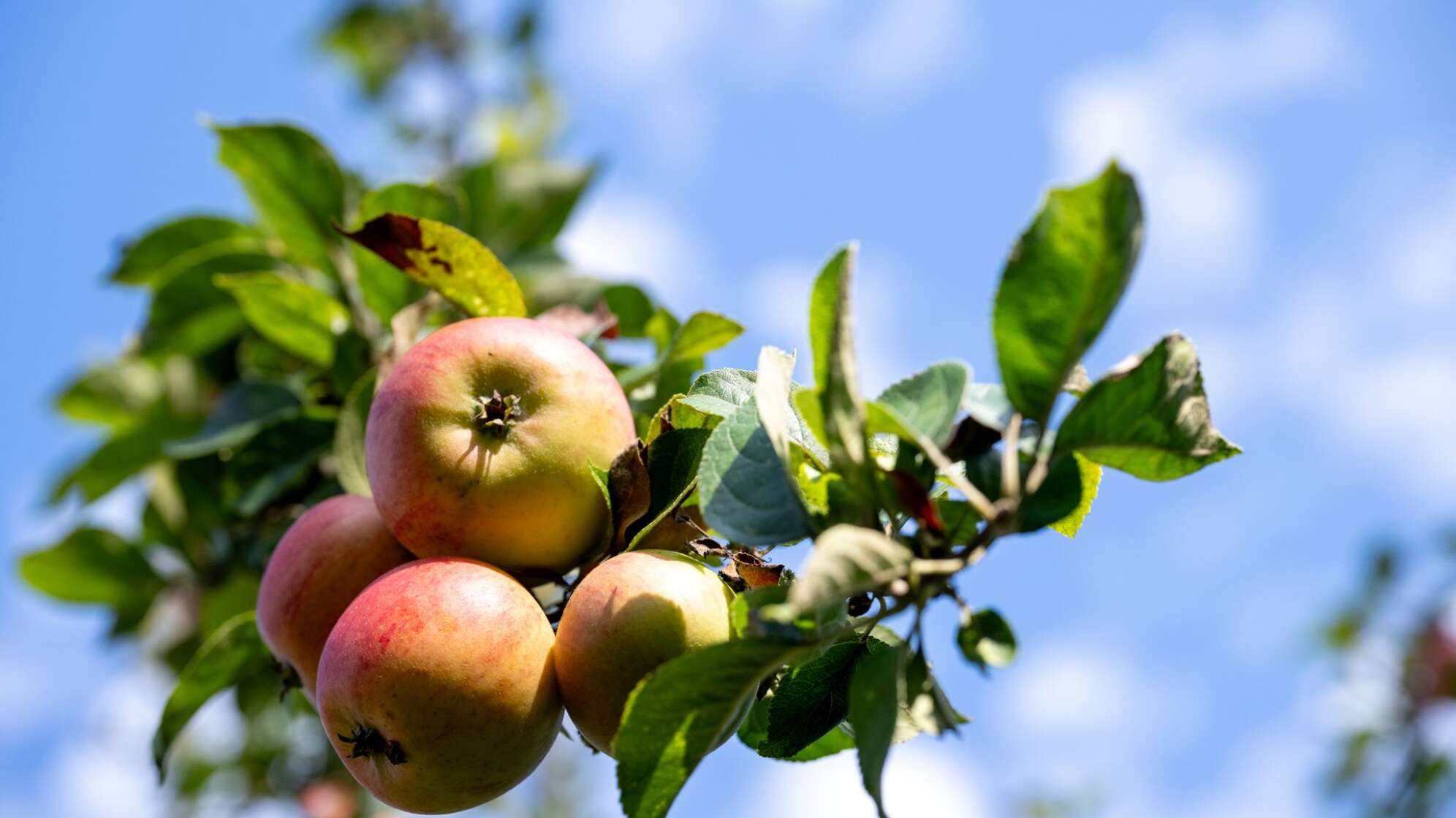 Fränkische Äpfel