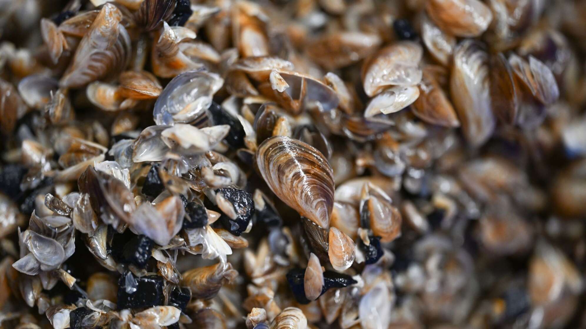 Quagga-Muscheln