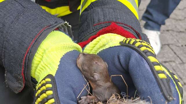 Feuerwehr rettet junges Eichhörnchen vor dem Tod