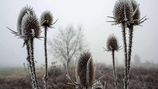 Scheiben kratzen und Pflanzen schützen? Wo Frost droht