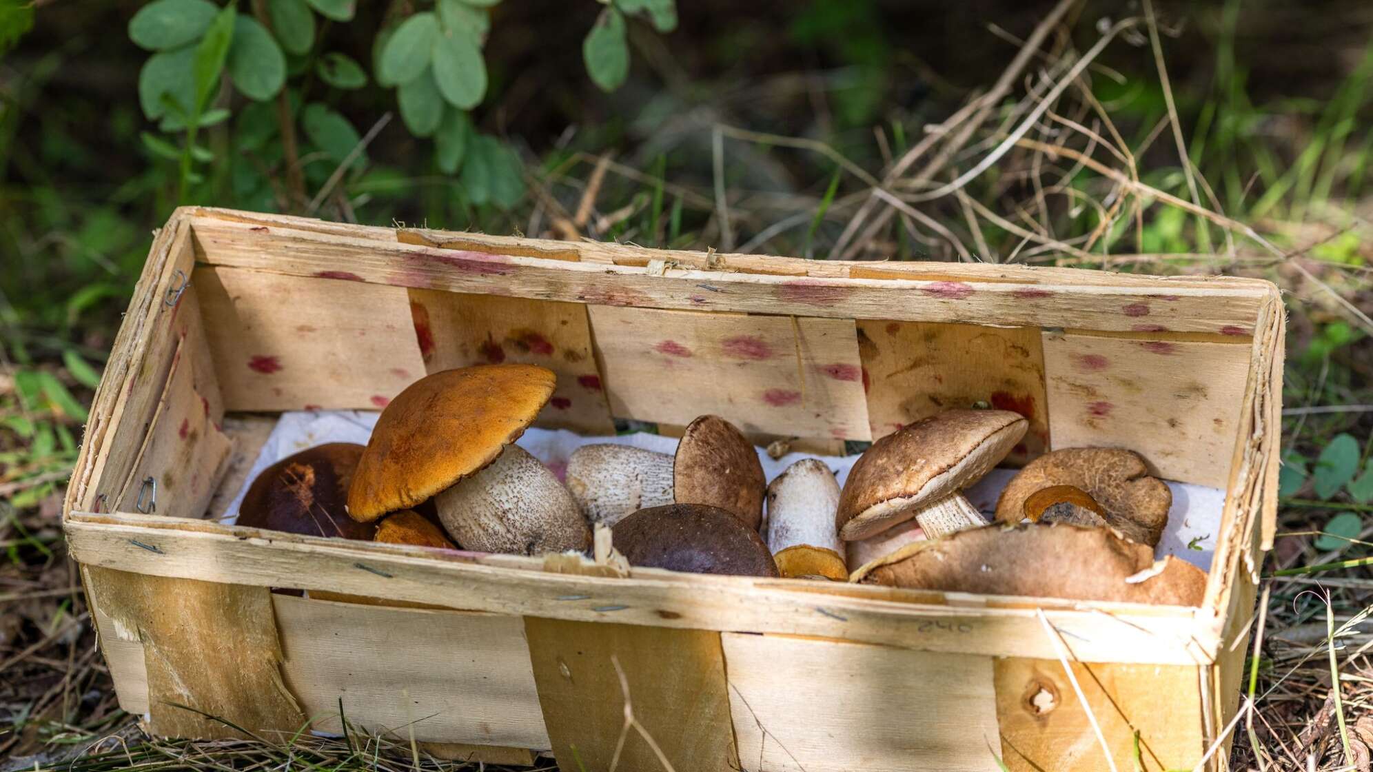 Gesammelte Pilze