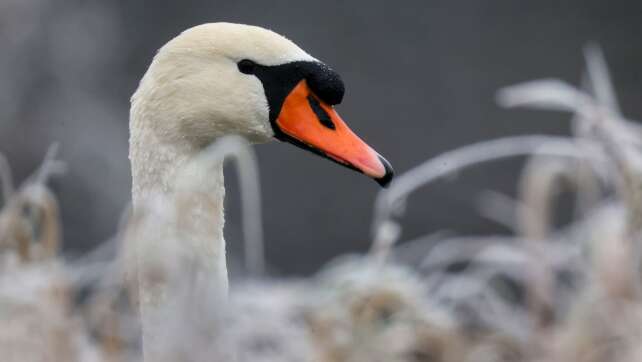 Verletzter Schwan sorgt für ICE-Streckensperrung